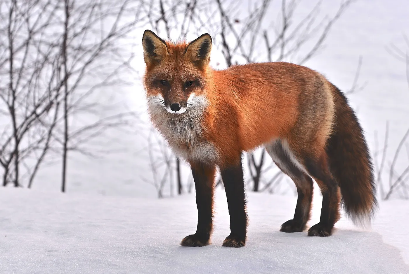 Icuserver Wildkamera – online kaufen!