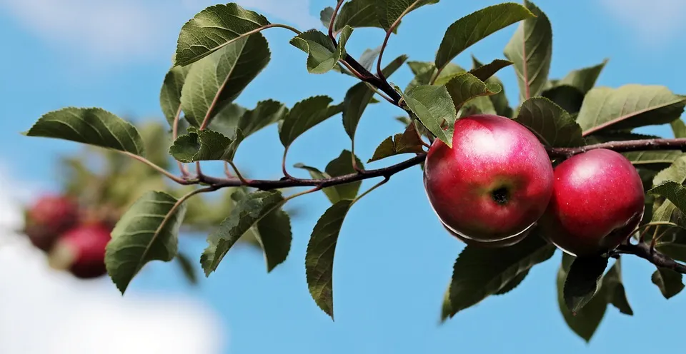 Streuobstwiesen – So wichtig für die Natur!