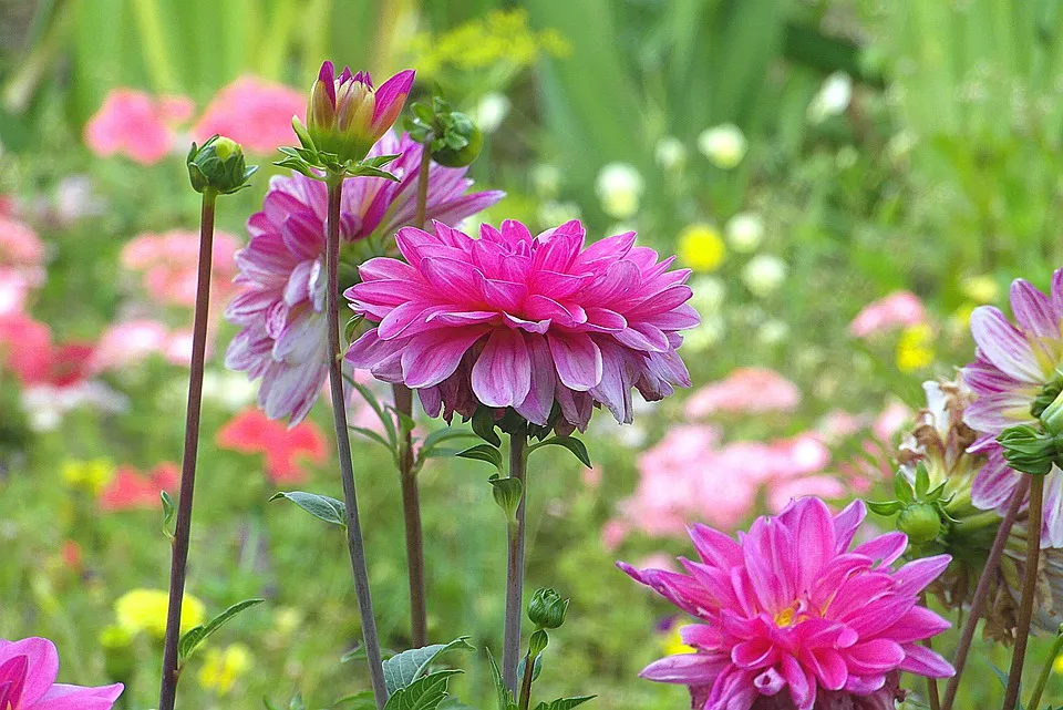 Dahlien – Blumenpracht pur!