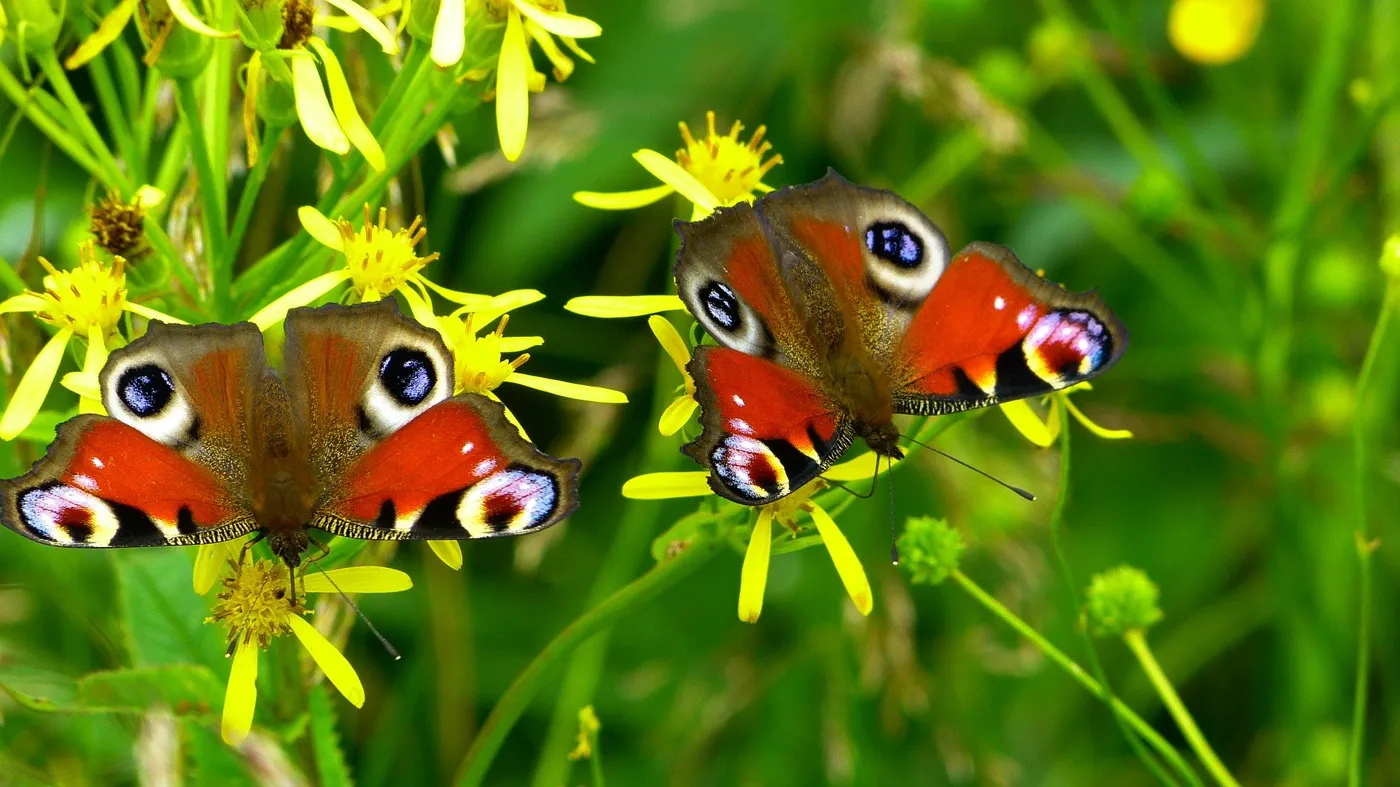 So kannst du Schmetterlinge bestimmen nach Farben