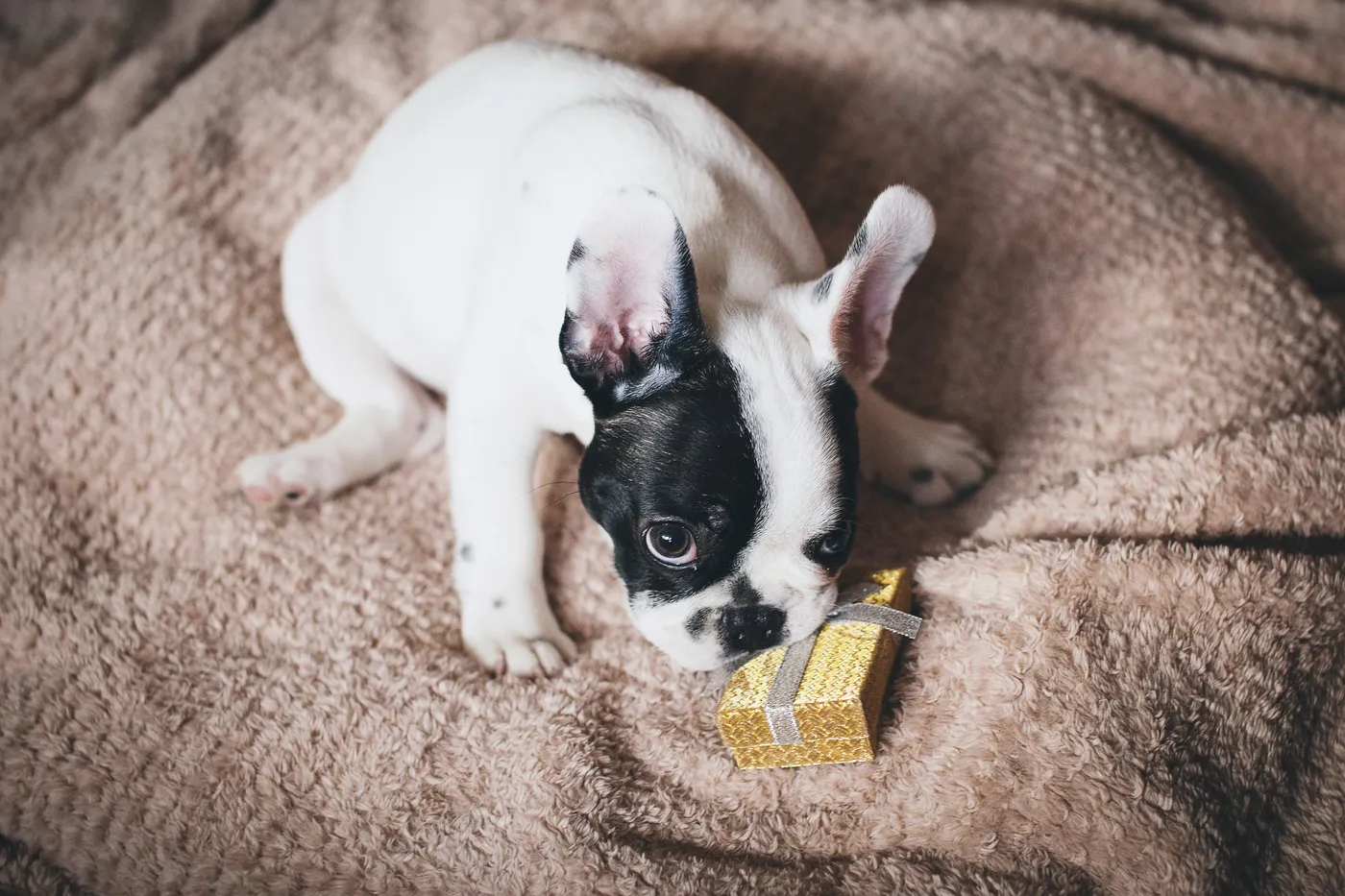 Besondere Geschenke für Hundebesitzer