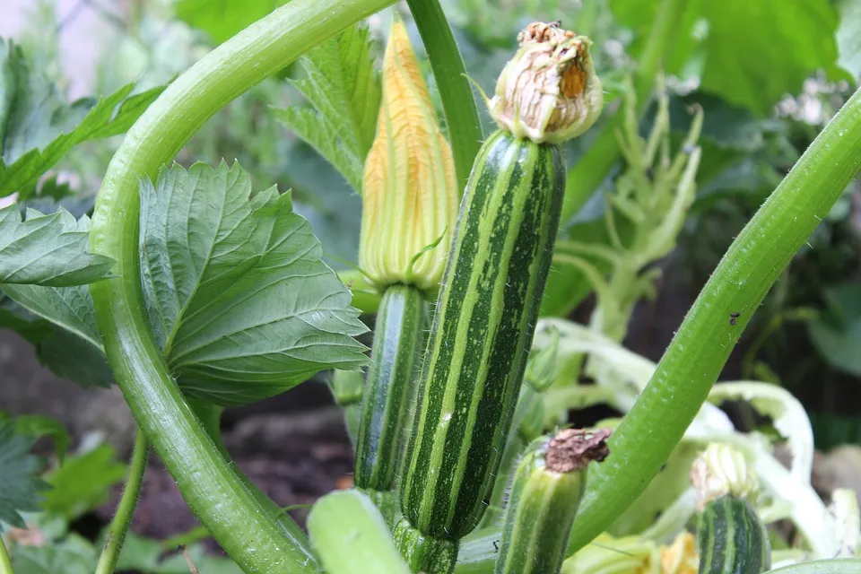 Zucchini – die gesunden Alleskönner