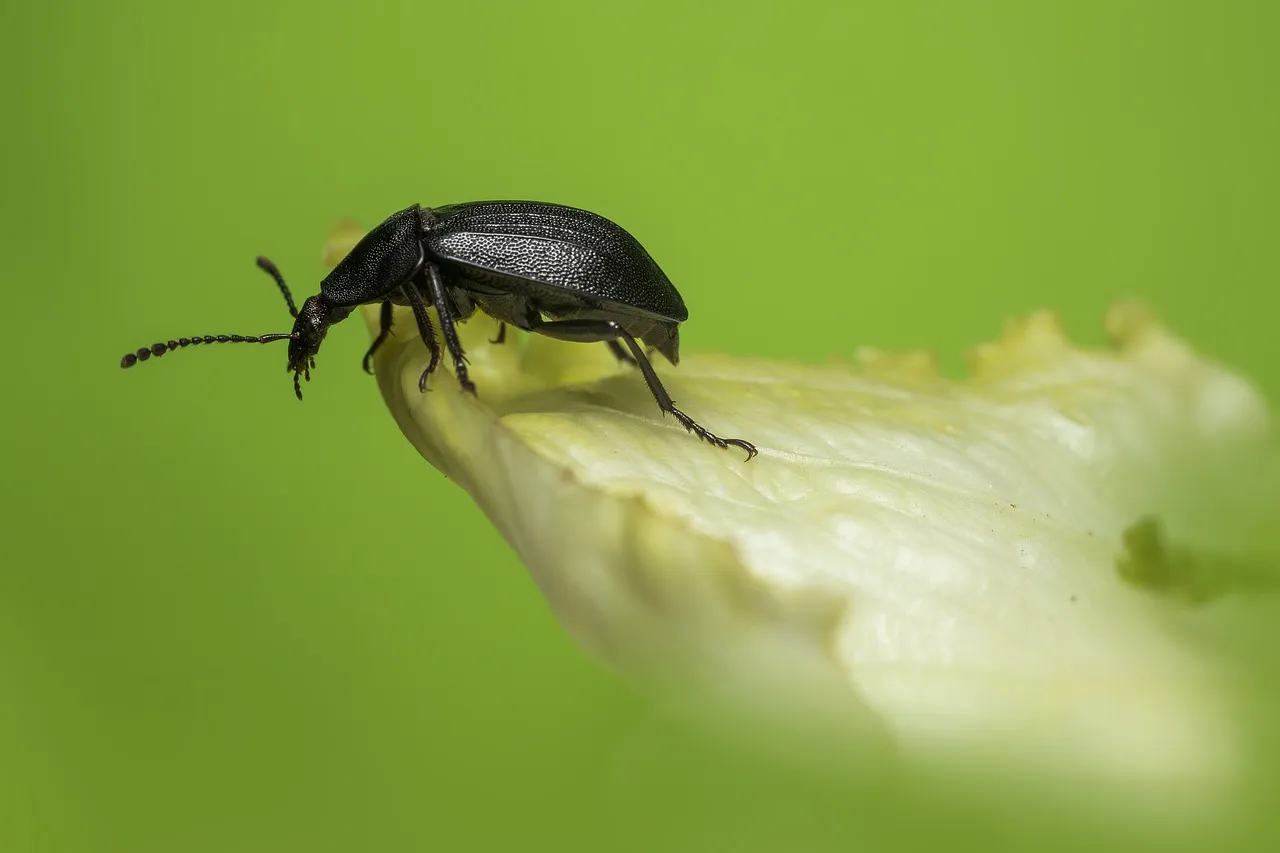 Kleine schwarze Käfer – 10 Käfer vorgestellt!