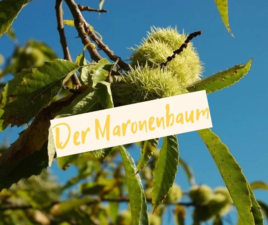 Maronenbaum – Wissenswertes!