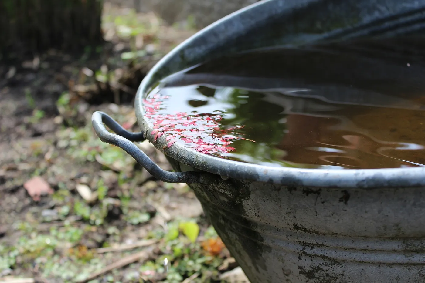 Regenwasser Nutzen – Unsere Tipps