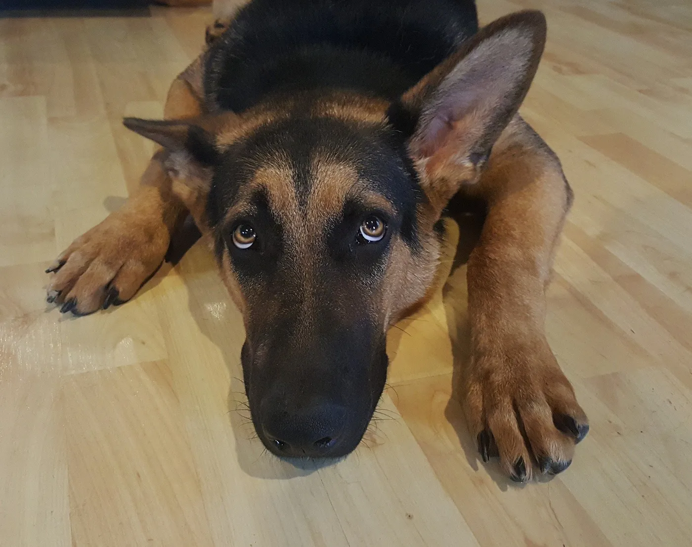 CBD Öl für Hunde – Alles was man wissen sollte!