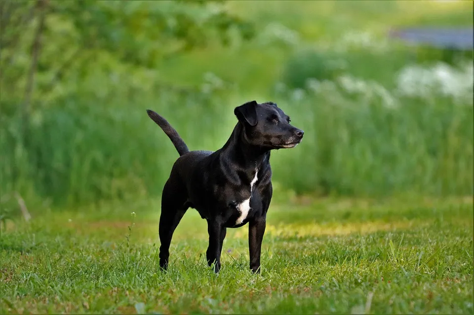 Patterdale Terrier Rassenportrait