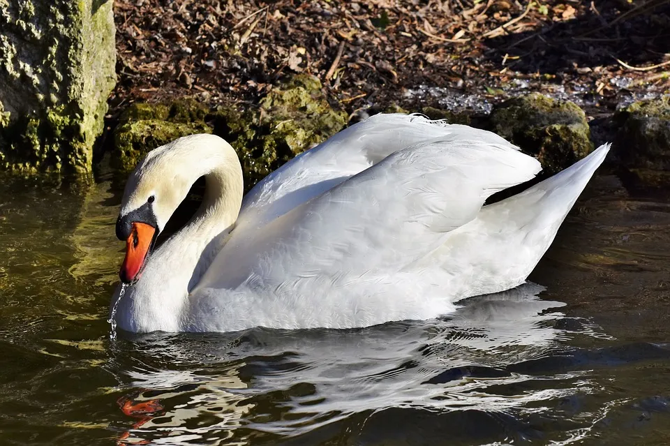 Kann man Schwan essen?
