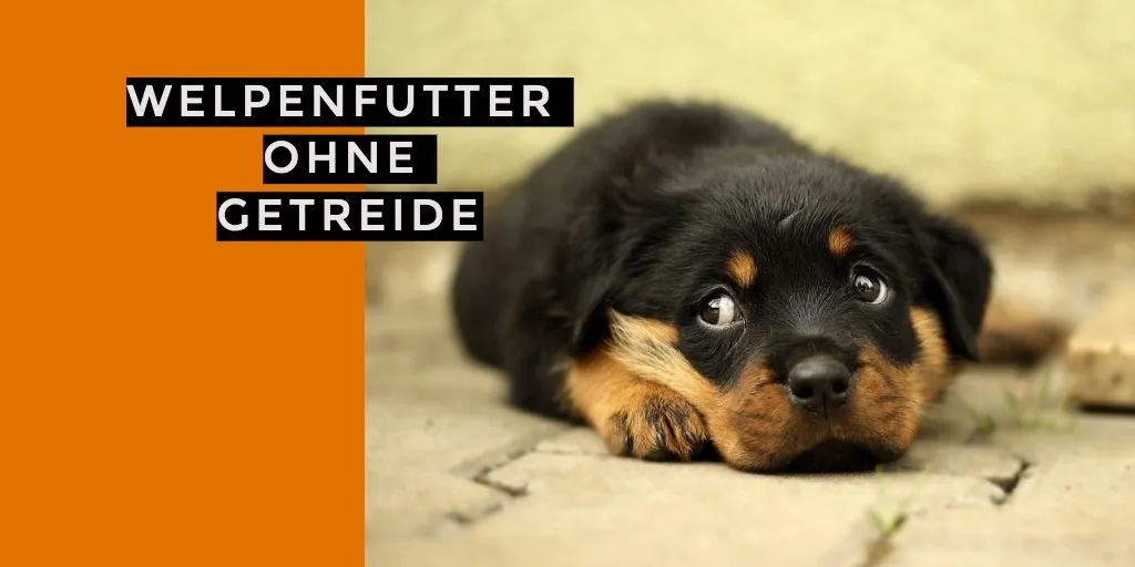 Getreidefreies Welpenfutter gesucht?