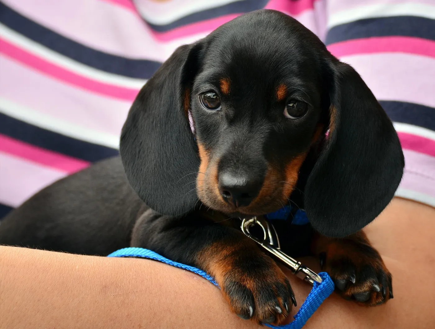 Welche Kosten fallen an, wenn ich mir einen Hund in die Familie hole?