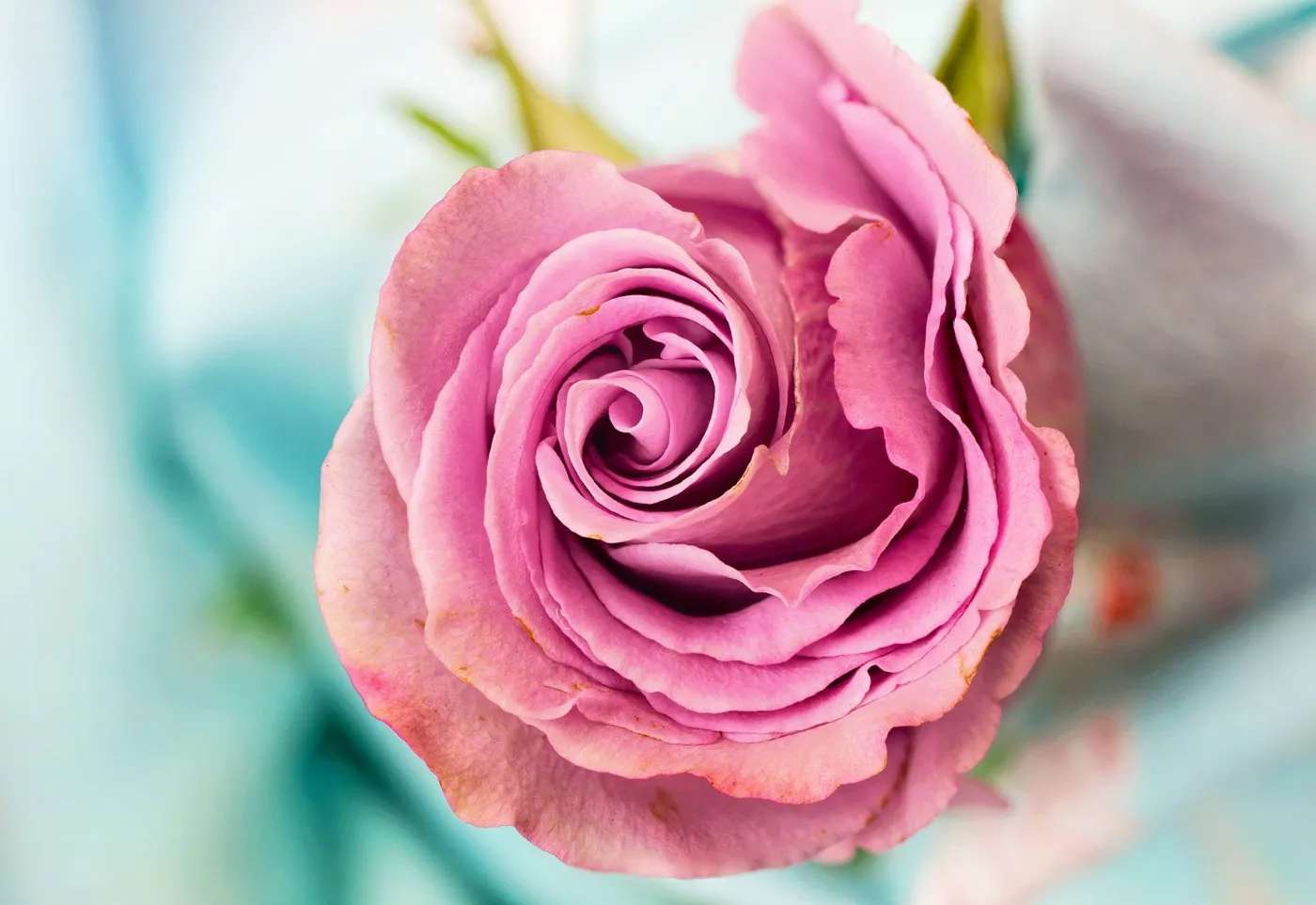 Rosen verschenken – Ein Teil Natur schenken