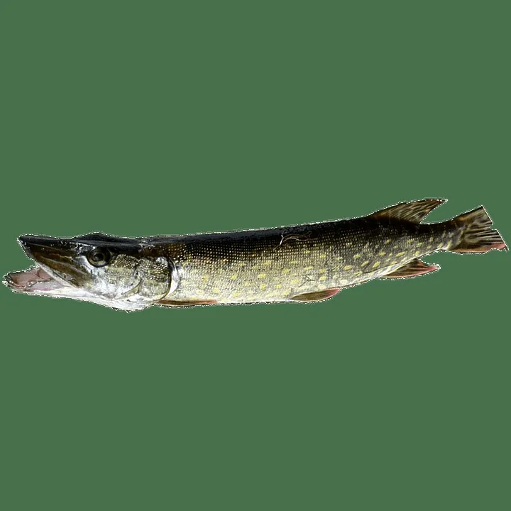 Spinnerbait – Angeln mit Spinnerbaits. Kauftipps und mehr!