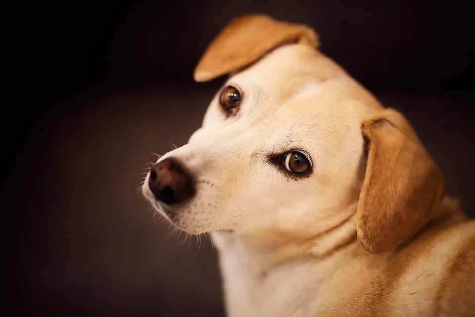 Hundeurin Geruch entfernen – So geht es!