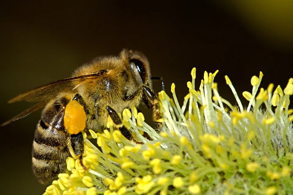 Welche Bienenbeute kaufen?