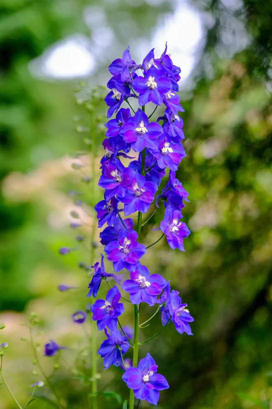 Rittersporn – Das blaue Wunder