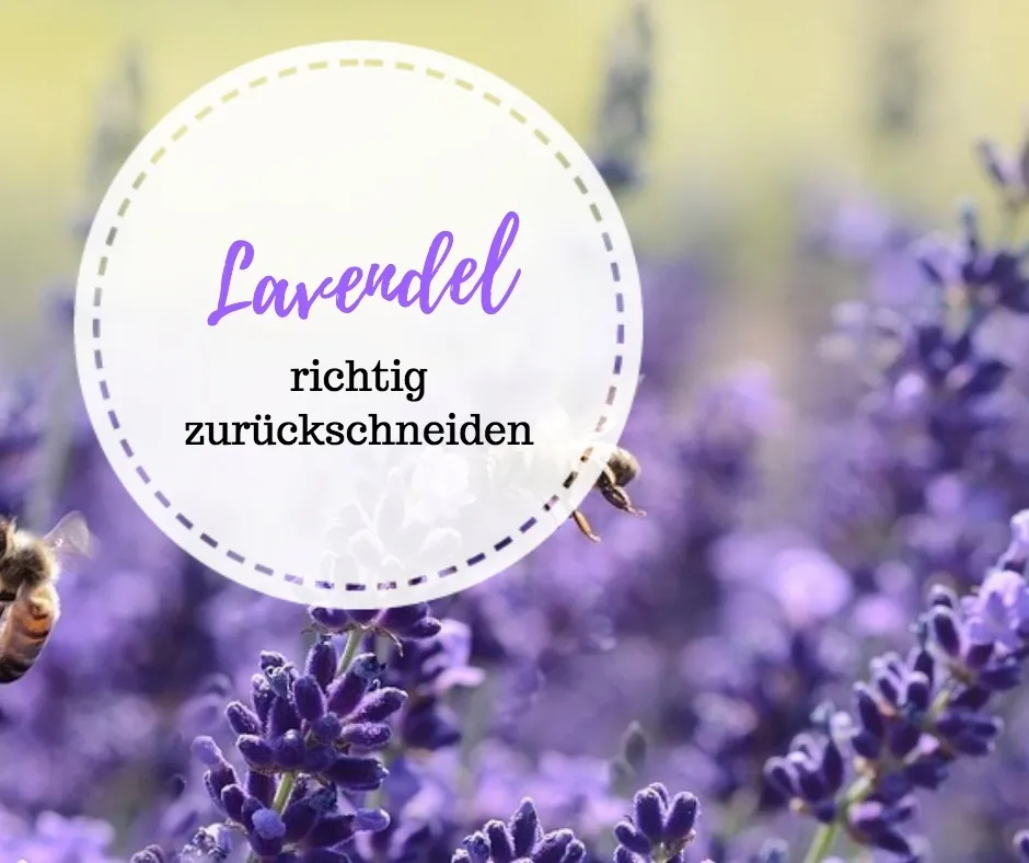 Lavendel zurückschneiden – So klappts