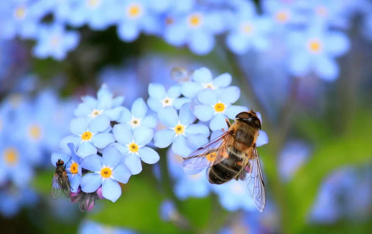 Bienen füttern – was gilt es zu beachten?