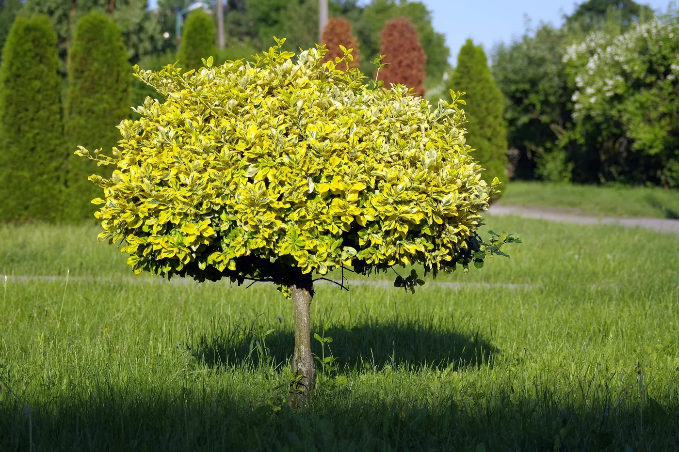 Kleine Bäume für den Garten – Unsere Top 5