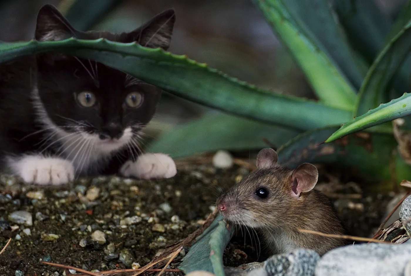 Maus einfangen mit einer Lebendfalle – Anleitung!