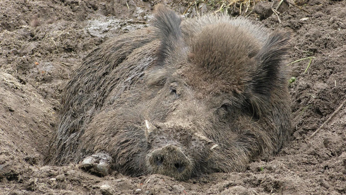 Wildschweine vertreiben. Wildschwein im Garten sorgt für Ärger!
