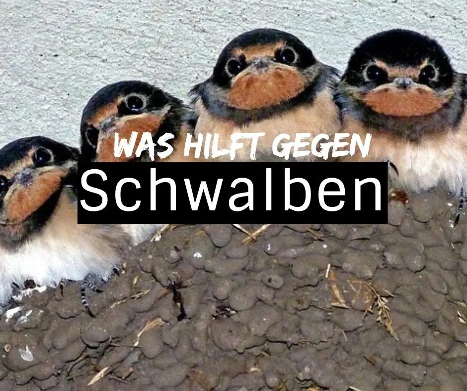 Wie Schwalben vertreiben?