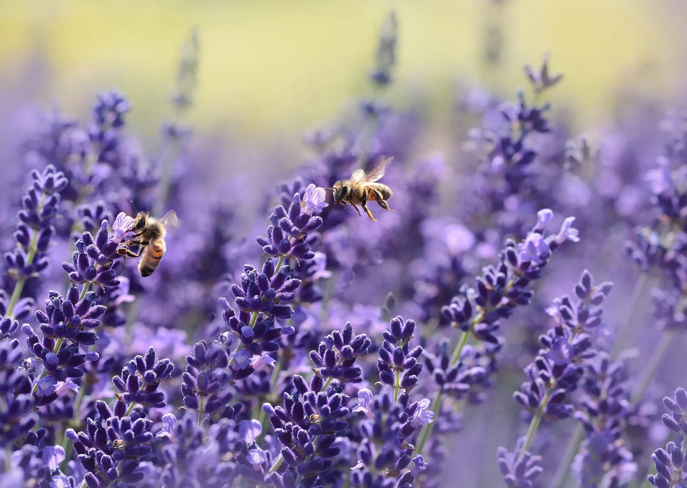 Wie weit fliegen Bienen?