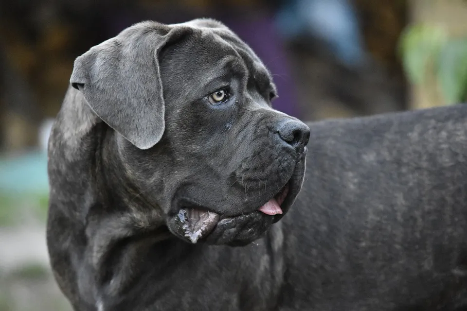 Honig für Hunde? Gut oder nicht?
