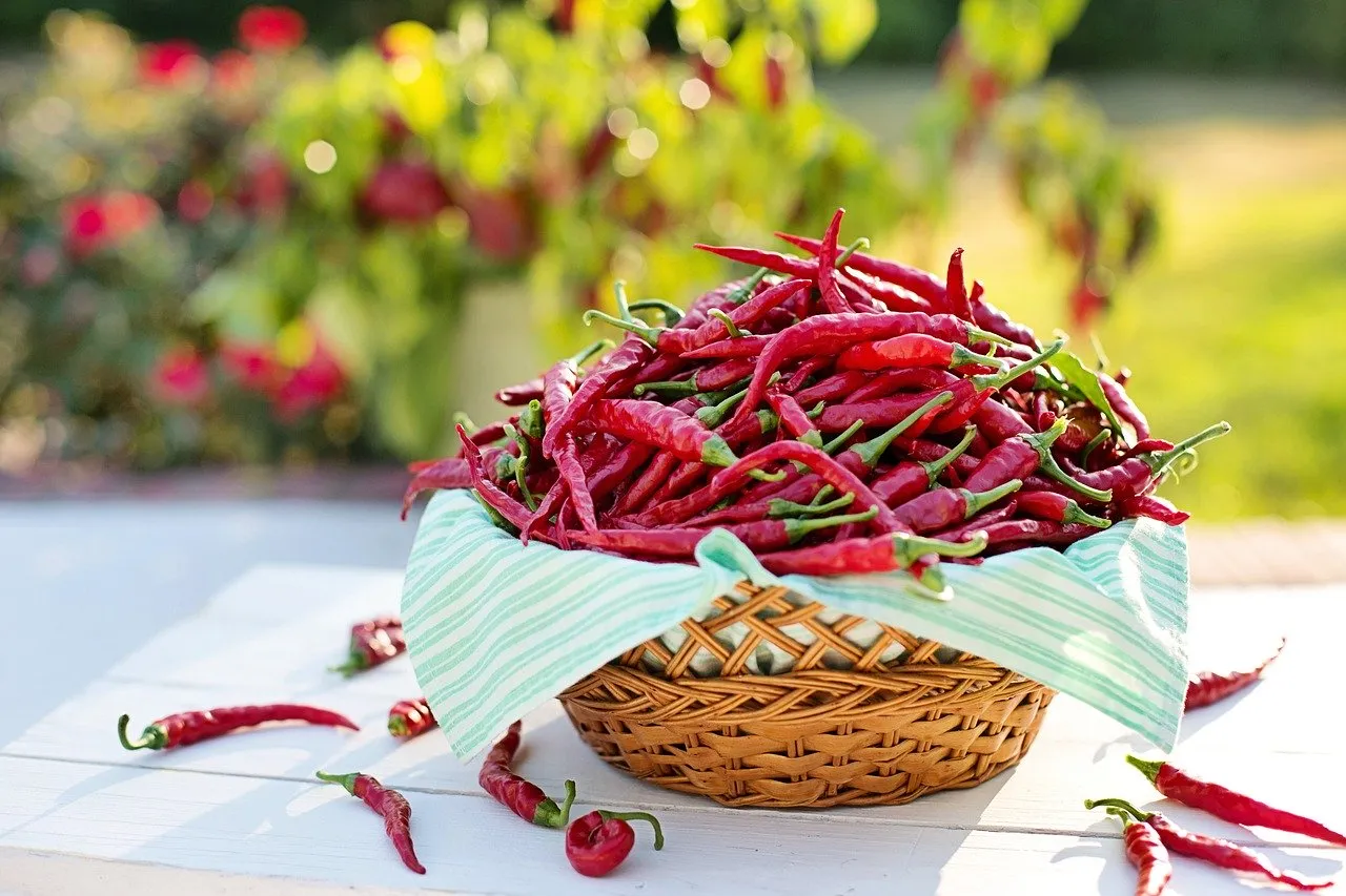 Chili Dünger – Welcher Dünger ist der richtige?