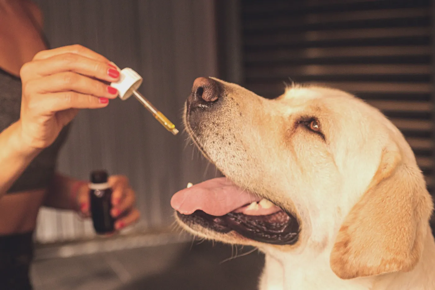 CBD Öl für Tiere: Auch Hunde können von Cannabinoiden profitieren