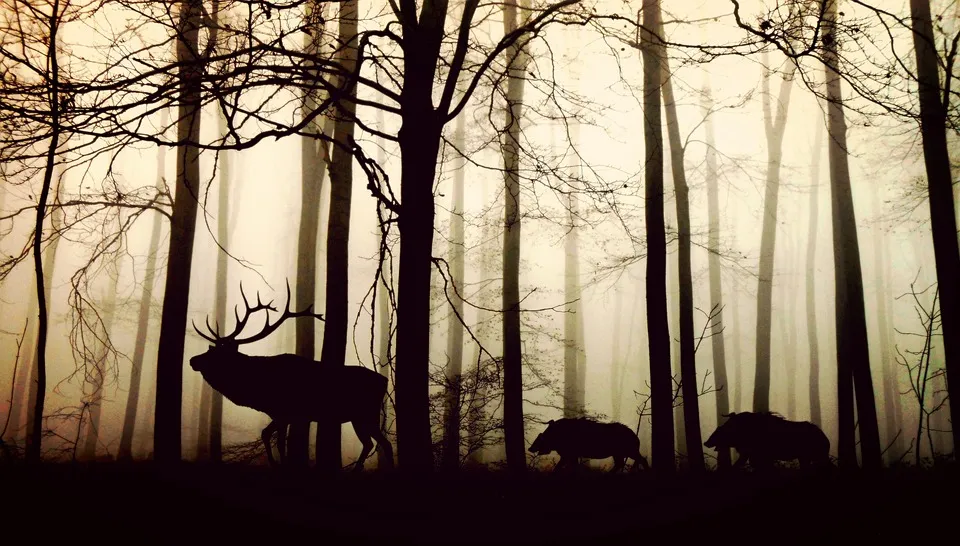 38 Special Patrone – bewährt bei der Jagd!