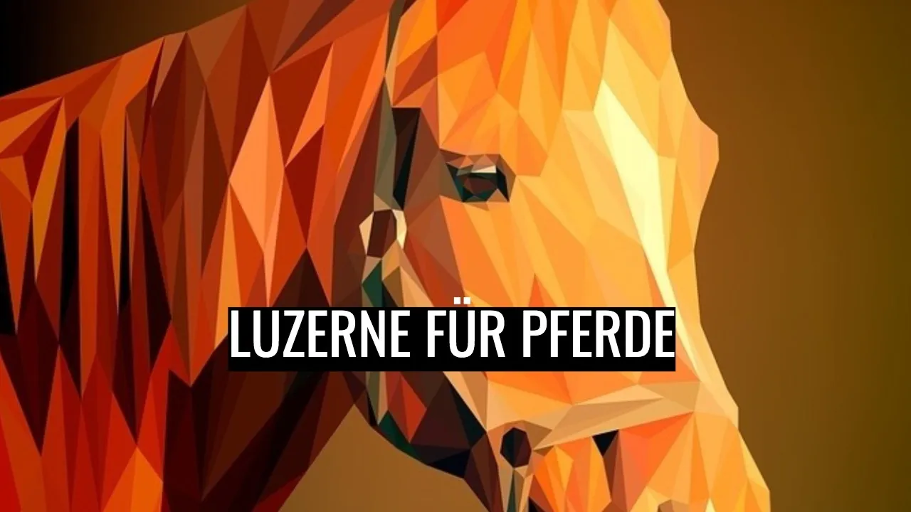 Luzerne für Pferde