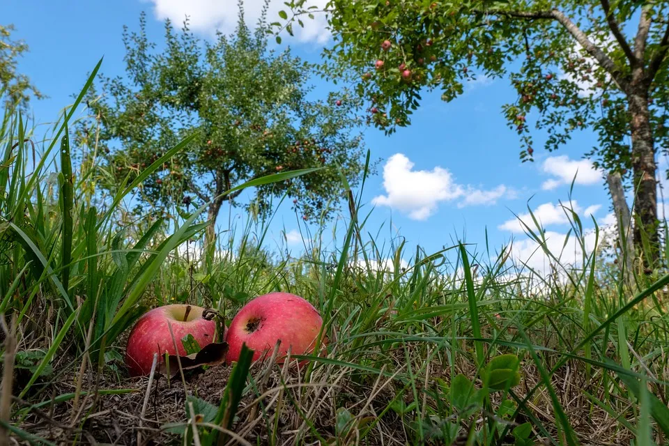 Eine Streuobstwiese kaufen – Hinweise