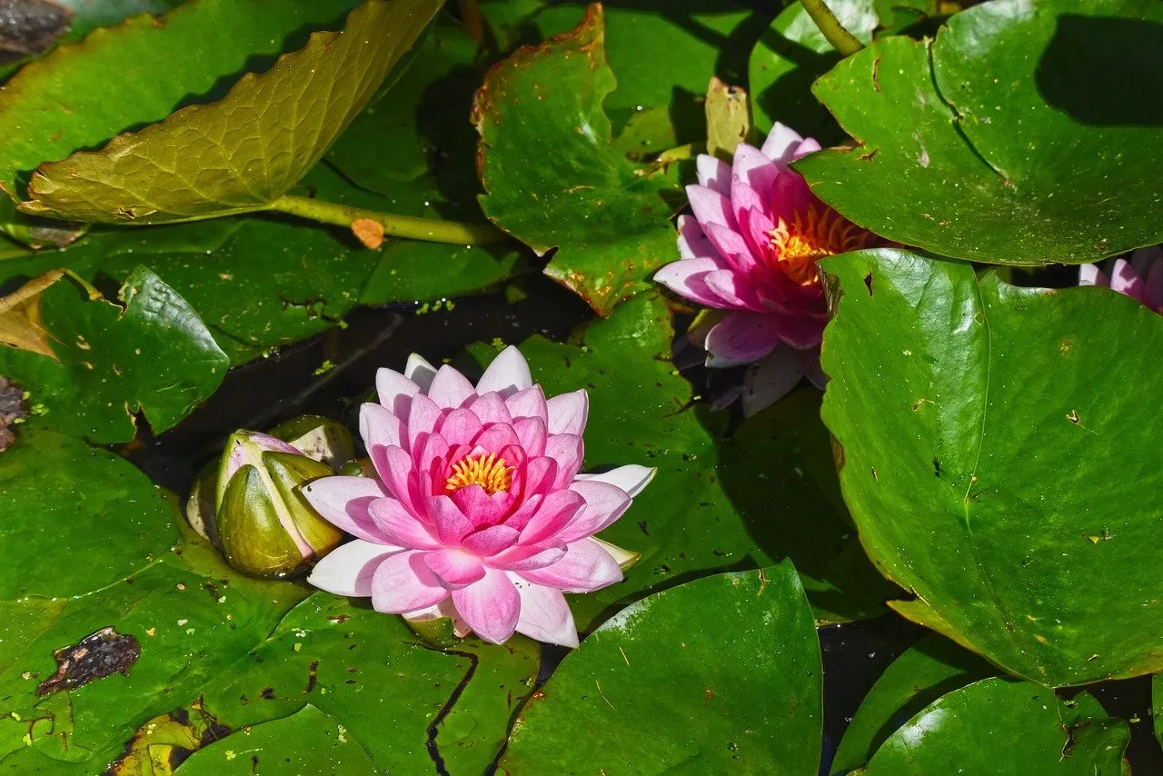 Miniteich Komplettset. Kaufratgeber für den kleinen Teich!