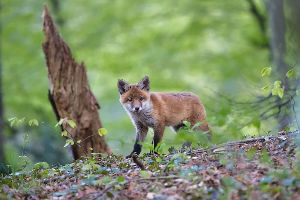 Wild-Vision full HD 5.0 – Im Portrait