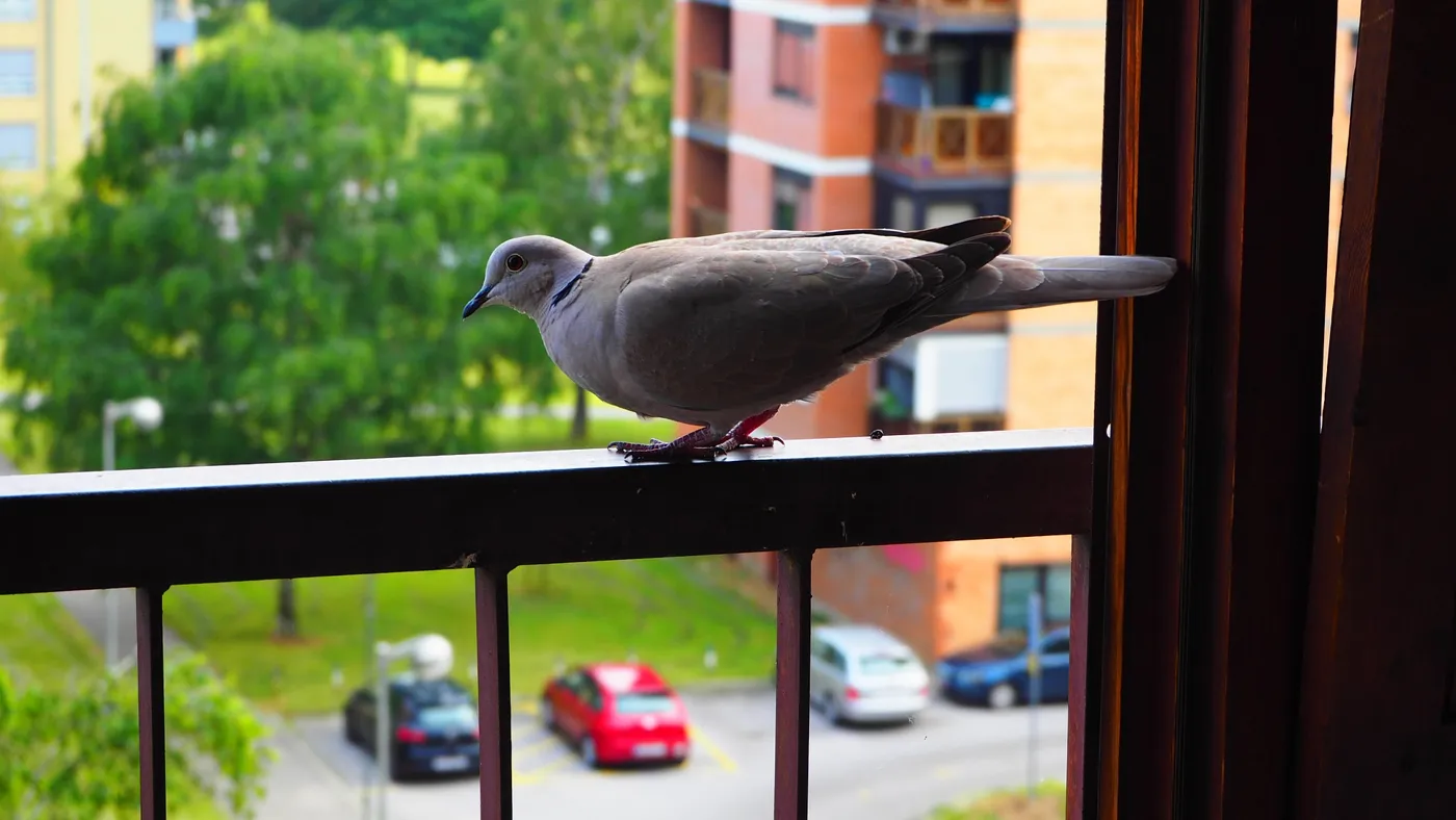 Tauben vom Balkon vertreiben – Ratgeber