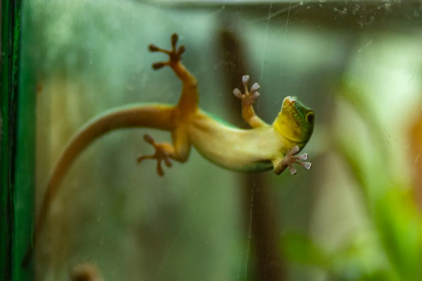 Terrarium – Artgerechter Lebensraum für Deine Tiere