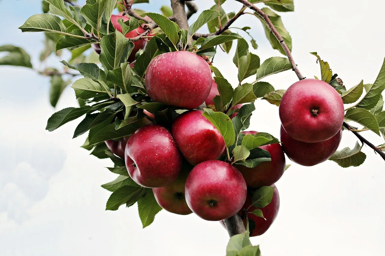 Apfelbaum schneiden! Die Schritte für den perfekten Schnitt!
