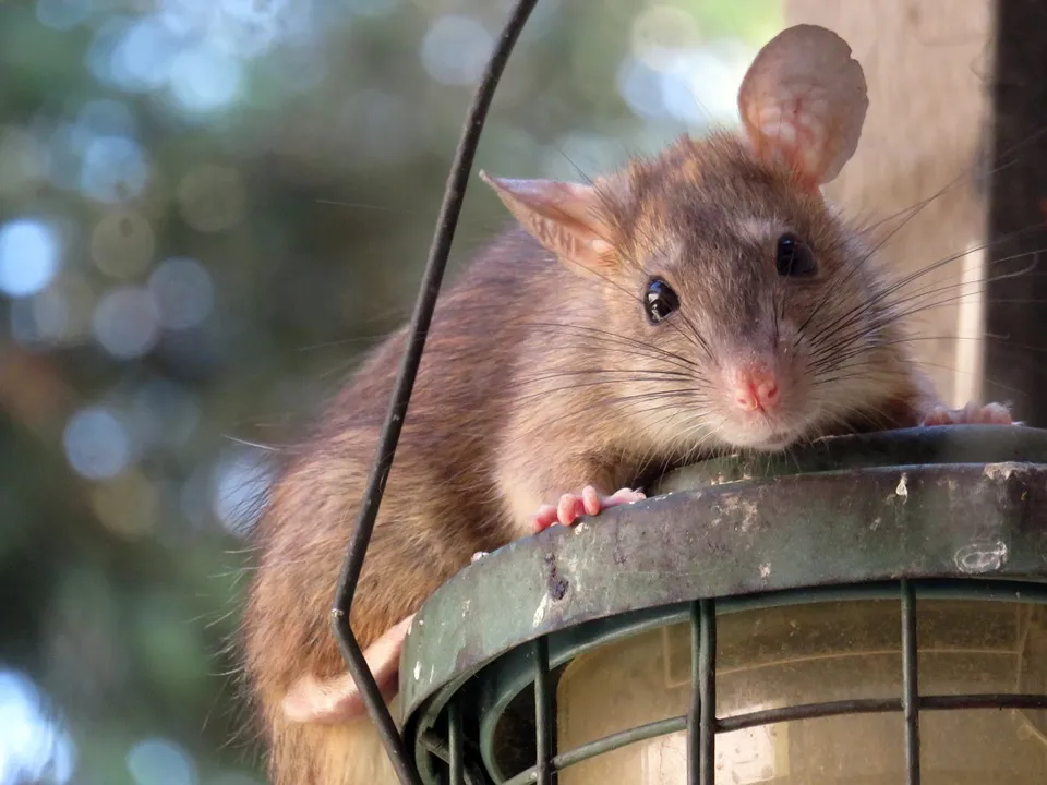 Ratten bekämpfen-Das ist wichtig