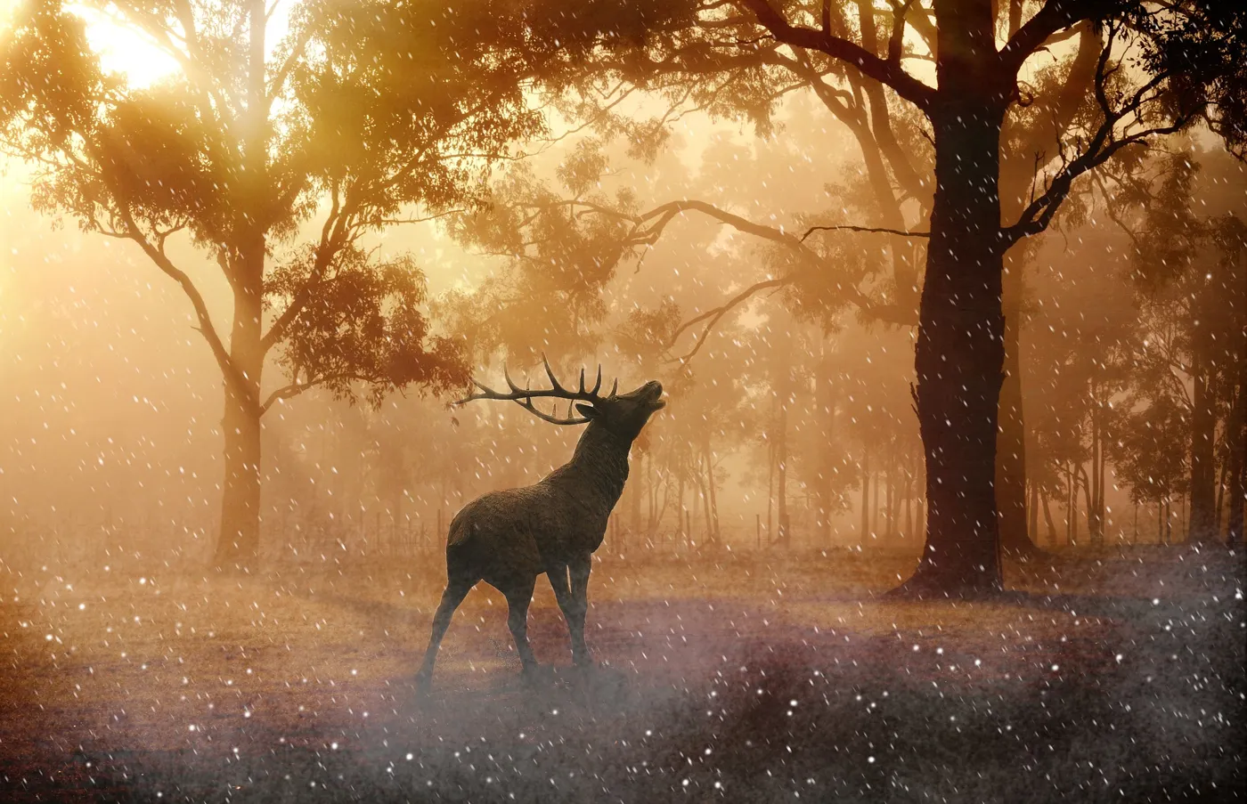 Wildkamera günstig – online kaufen