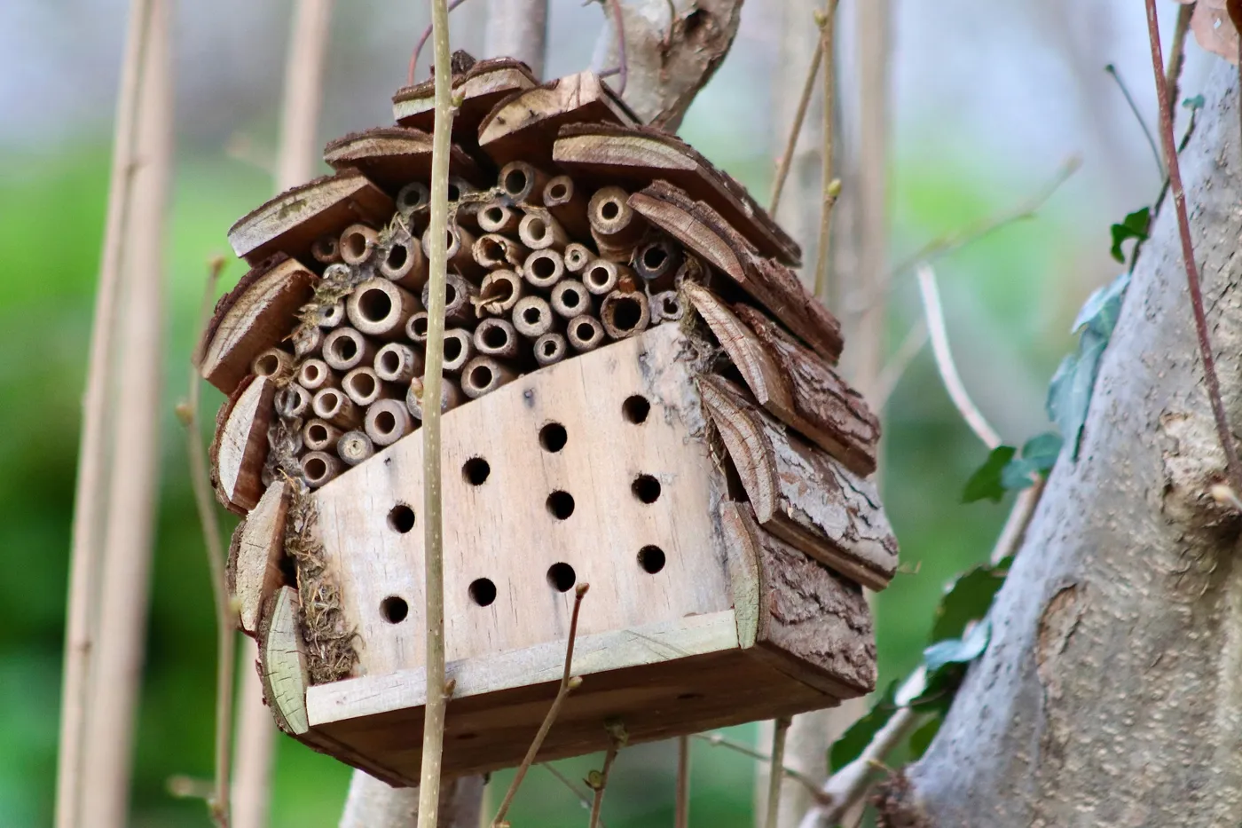 Platz für Wildtiere im Garten schaffen