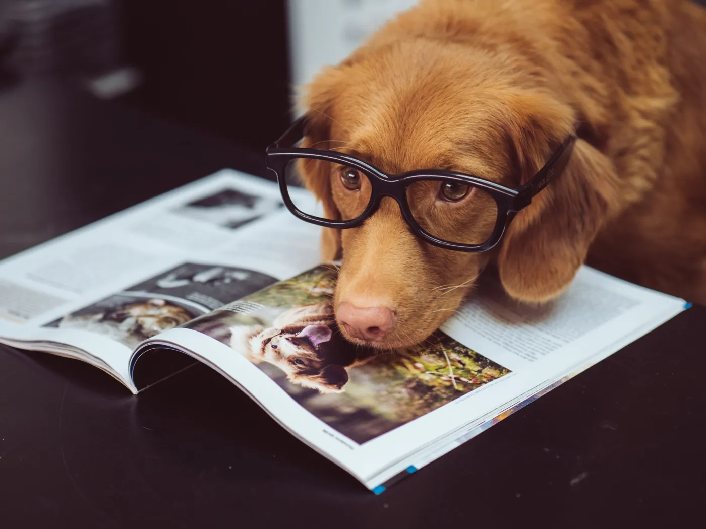 Können Hunde Sprachen unterscheiden? 6 Tipps für die erfolgreiche Hundeerziehung