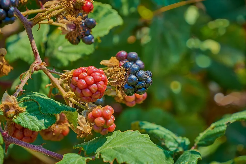 Brombeer Krankheiten im Überblick!