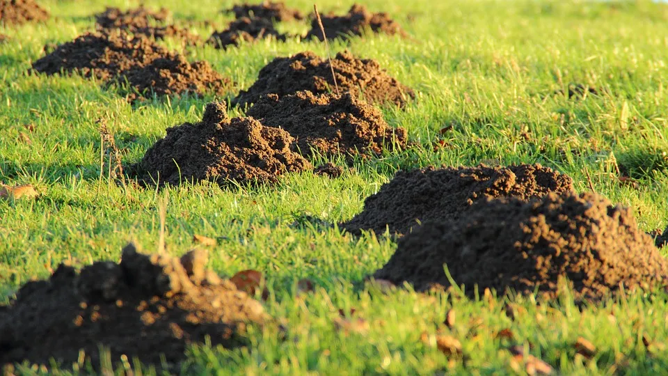 Welches Tier gräbt Gänge im Garten?