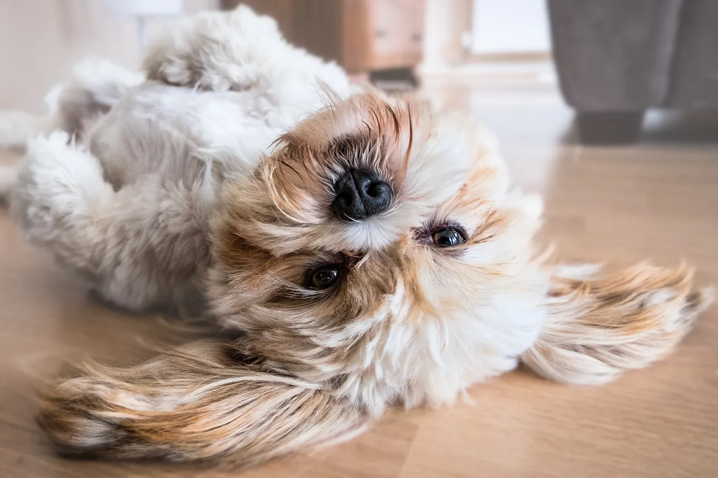 Die Hundeversicherung. Was beachten?