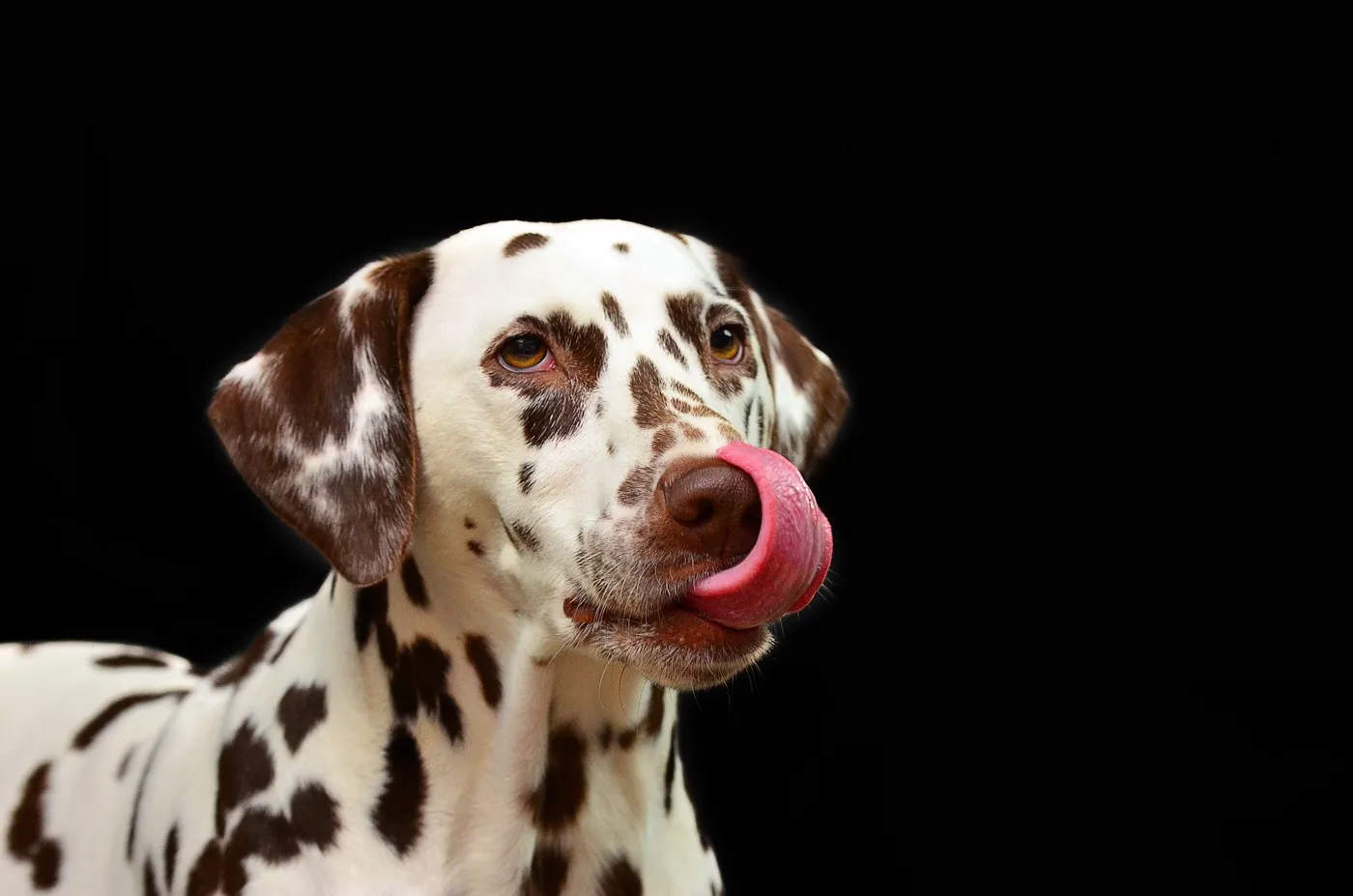 Purinarmes Hundefutter – Futter mit niedrigem Puringehalt