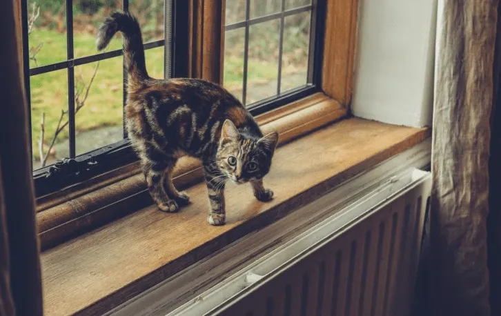 Ist ein Katzenlaufrad sinnvoll oder nicht?