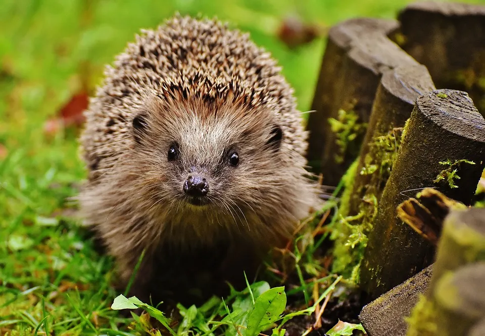 Igel im Garten – Wie füttern und überwintern?