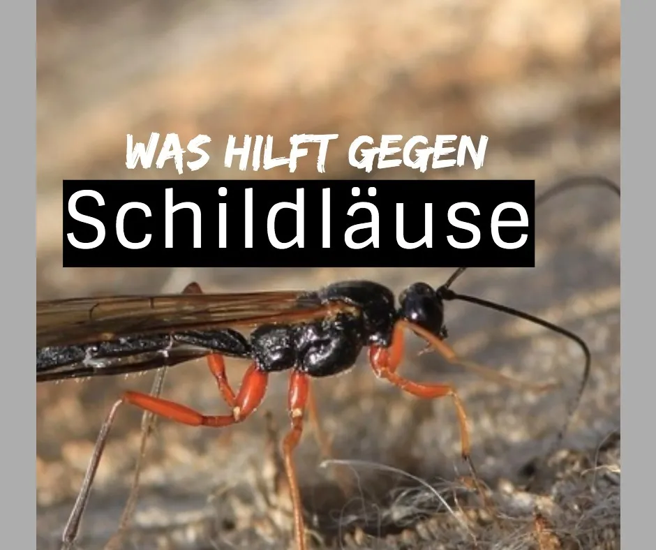 Was hilft gegen Schildläuse?
