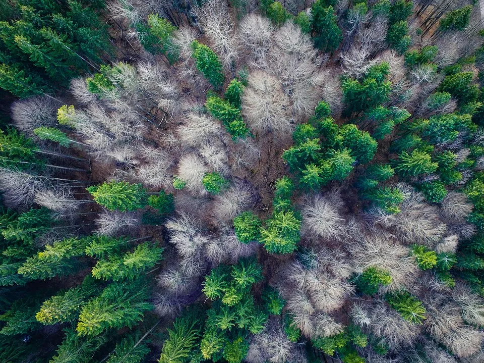 Wald kaufen – Was beachten?