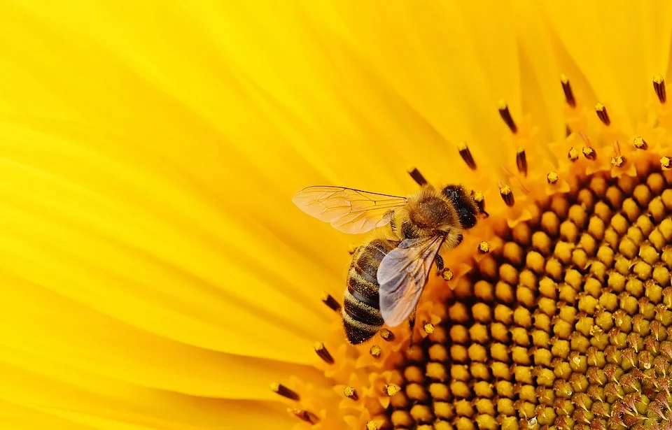 Bienenkorb – Welcher ist der Beste für meine Bienen?
